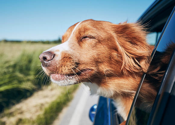Urlaub mit Hund | Vorbereitungen