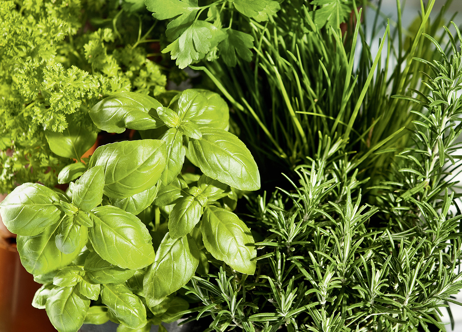 Blütendinner - Schlemmerzeit im Garten