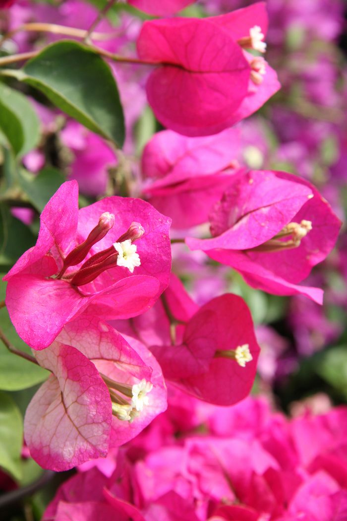 Bougainvillee / Drillingsblume Bougainvillee / Drillingsblume