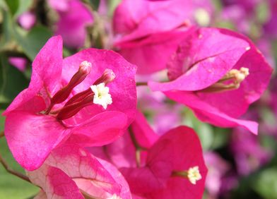 Bougainvillee / Drillingsblume