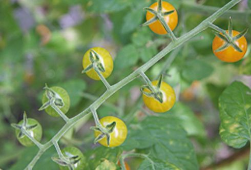 Reiche Tomatenernte! Reife Paradeisernte?
