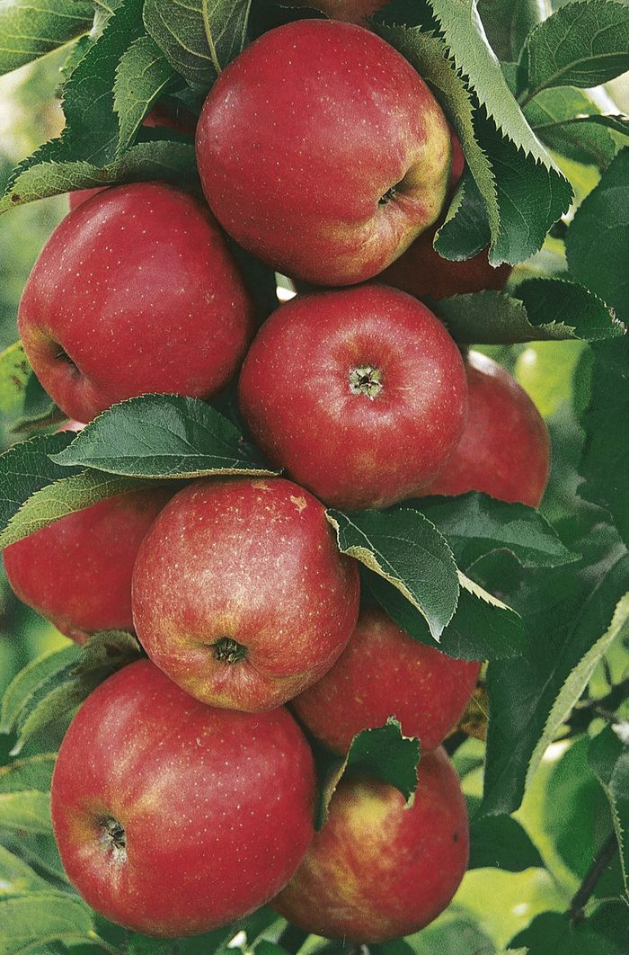 Apfel Apfel