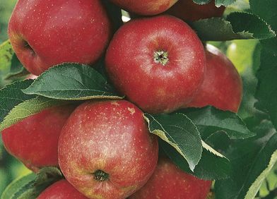 Apfel