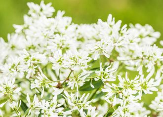 Zauberschnee (Euphorbia 'Diamond Frost')