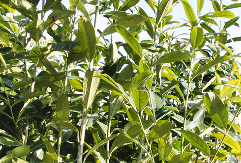 Grüner Sichtschutz – Dekorative Grenzen