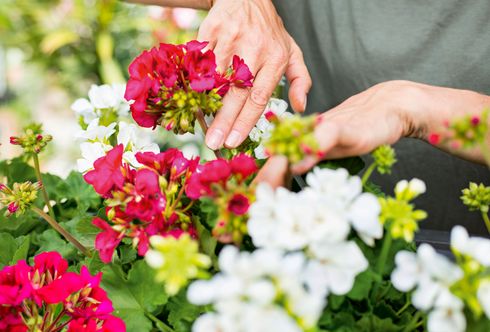 Die ersten Pelargonien sprießen!