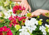Die ersten Pelargonien sprießen!