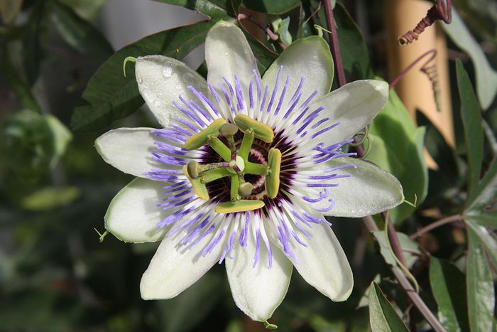 Passionblume