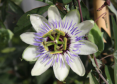 Passionblume