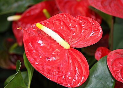 Flamingoblume