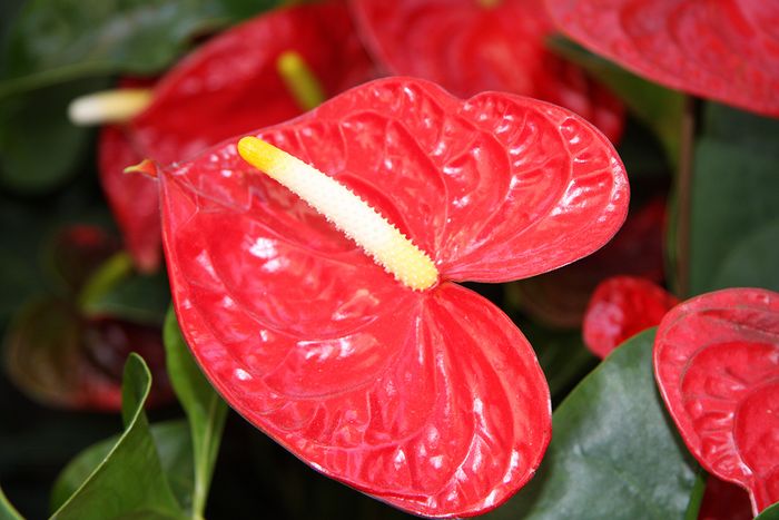 Flamingoblume Flamingoblume