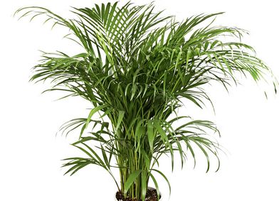Areca-Palme / Goldfruchtpalme / Goldblattpalme