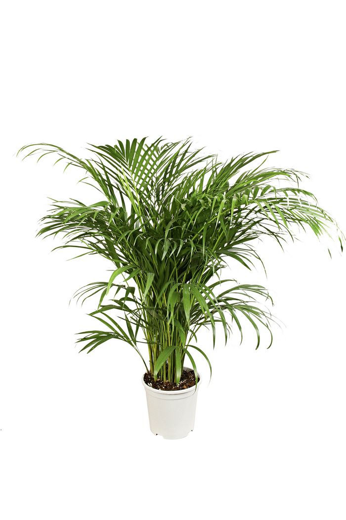 Areca-Palme / Goldfruchtpalme / Goldblattpalme Areca-Palme / Goldfruchtpalme / Goldblattpalme