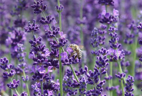 Lavendel - die lila Elite