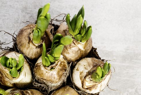 Ab ins Beet! Blumenzwiebel setzen.