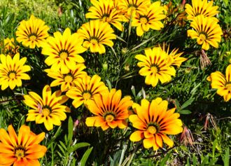 Mittagsgold (Gazania)