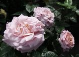 Edelrosen