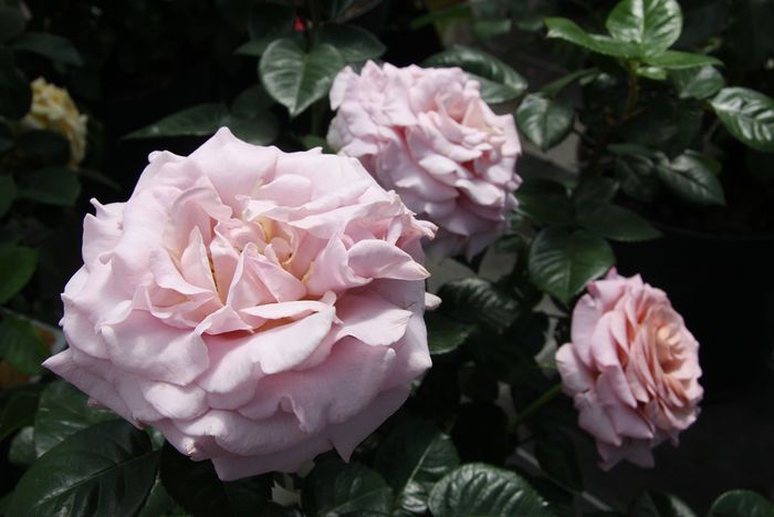 Edelrosen