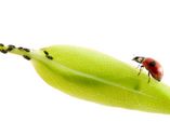 Biologische Blattlausbekämpfung