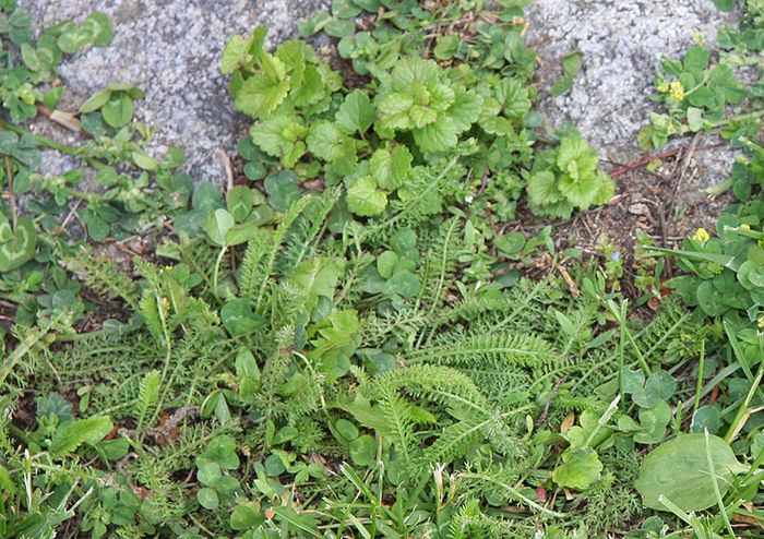 Wildkräuter: zu wenig Nährstoffe