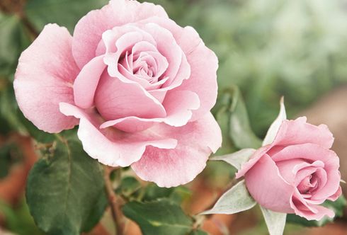 Rosen – wunderbare Vielfalt
