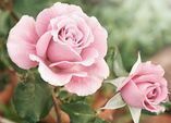 Rosen – wunderbare Vielfalt