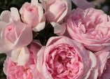 Acht Schritte zu schönen Rosen