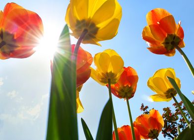 Tulpen