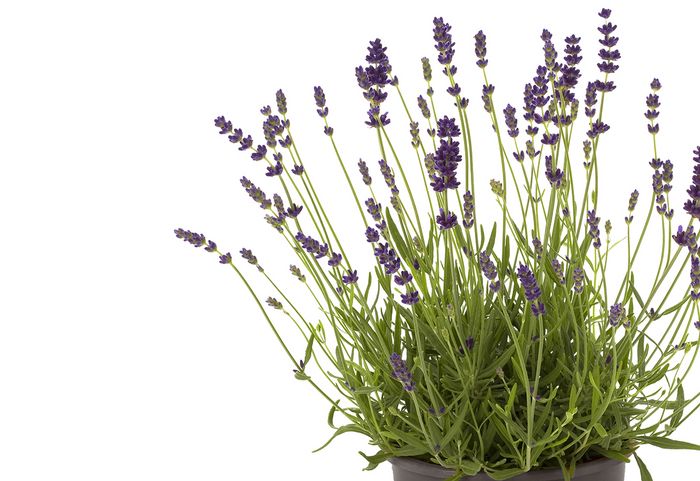 Lavendel Lavendel