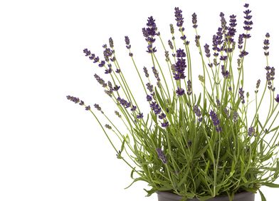 Lavendel