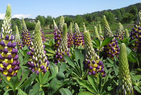 Lupine