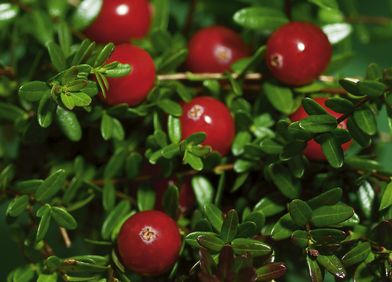 Cranberry