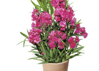 Oleander