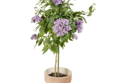 Vanilleblume