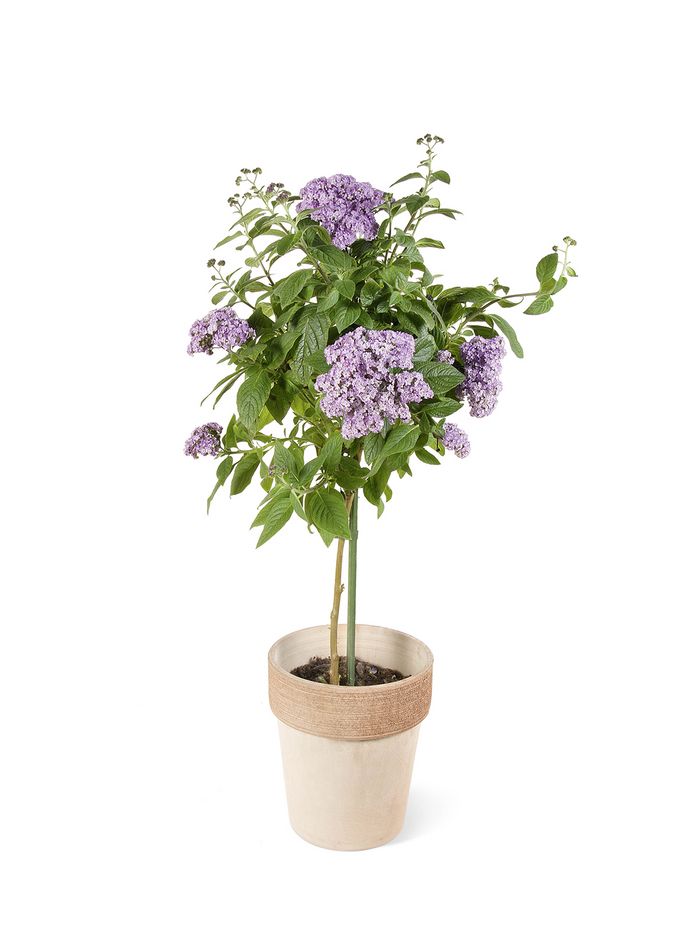 Vanilleblume Vanilleblume