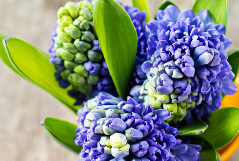 Frühlings-Arrangements für Zuhause