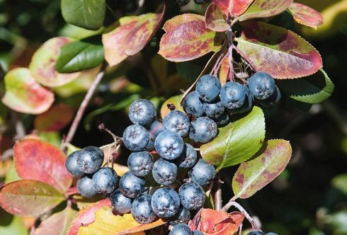 Aronia „Nero“