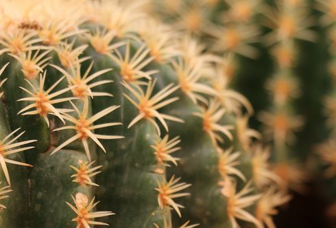 Afrika lässt grüßen: Stachelige Sommerfreunde