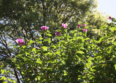 Garten-Eibisch