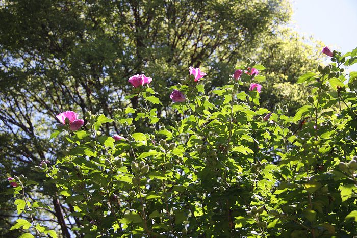 Garten-Eibisch Garten-Eibisch