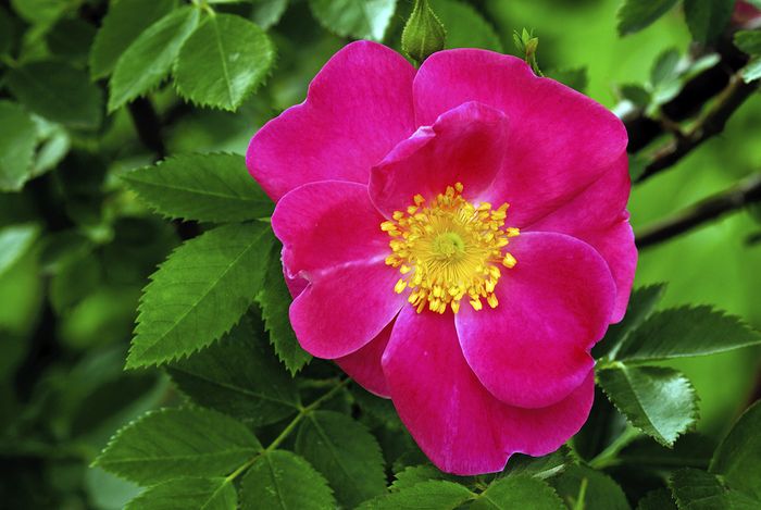 Kartoffelrose Kartoffelrose