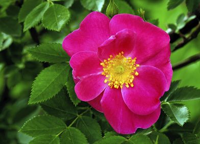 Kartoffelrose
