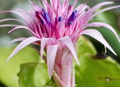 Lanzenrosette