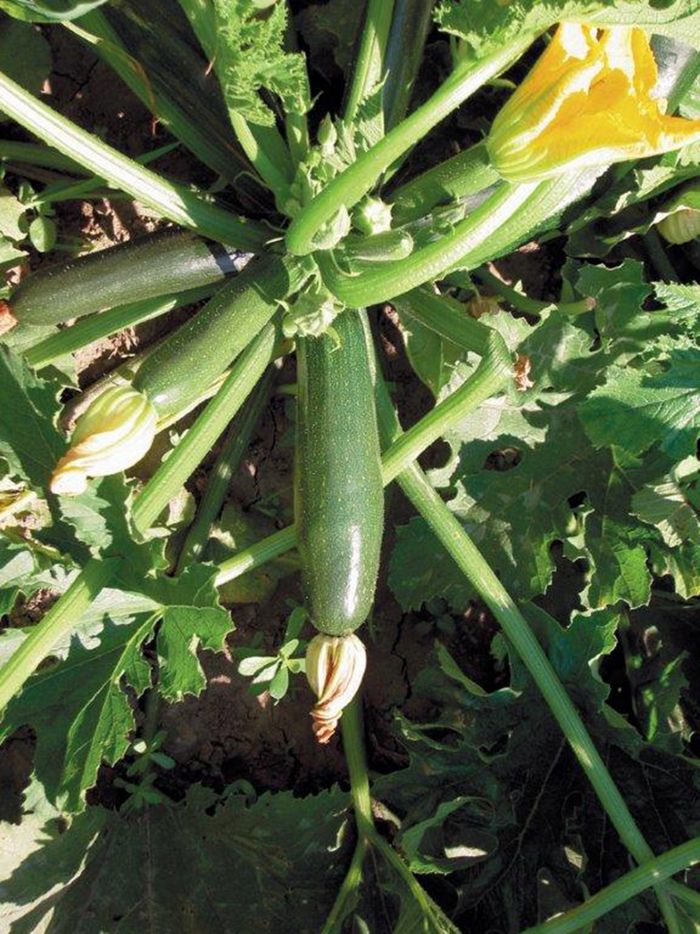 Zucchini Zucchini