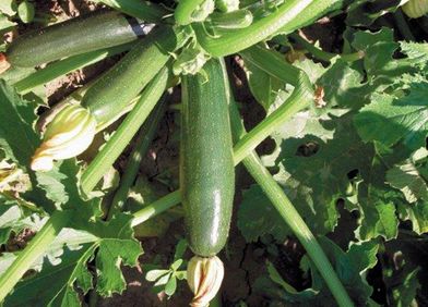 Zucchini