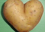 Die eigene Kartoffelernte