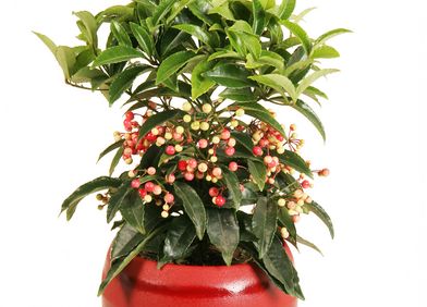 Ardisie / Spitzblume