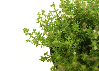 Thymian