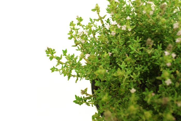 Thymian Thymian