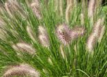 Herbstzeit ist Gräserzeit